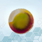 Embryos - The Ark Market